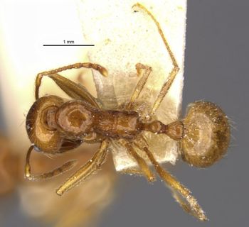 Media type: image;   Entomology 22782 Aspect: habitus dorsal